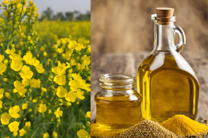 Mustard Oil: Useful or Dangerous for Cooking